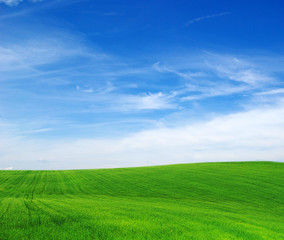 Fototapeta premium green field and blue sky