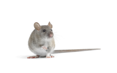 rat
