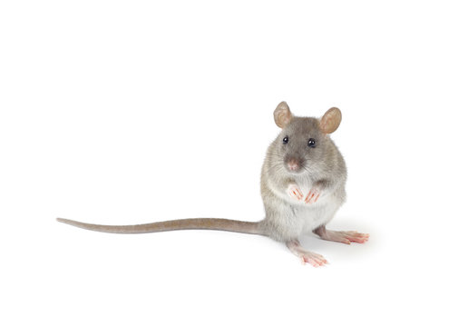 rat