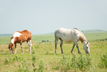 Obraz na płótnie Canvas Two horses grazing in pasture against open prairie landscape