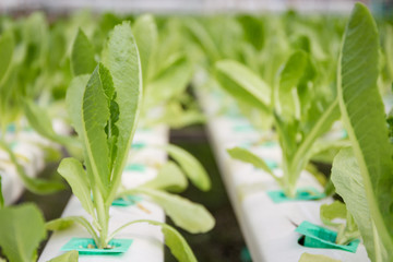 Obraz premium Photograph of hydroponic vegetable farm.