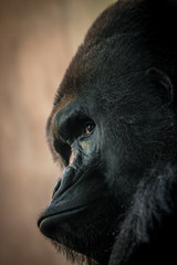 Obraz premium Male gorilla alpha. Portrait.