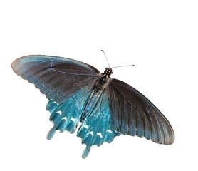 Dorsal view of a Green Swallowtail butterfly, isolated