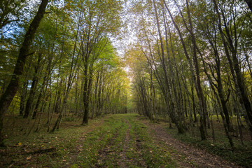 Obraz premium Hyrcania Forest, Mazandaran, Iran