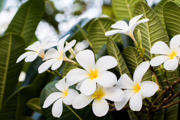 bouquet of white plumeria frangipani flowers