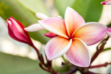 The beautiful Plumeria flowers close up background.