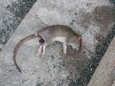 dead poisoned rat lying on a sidewalk