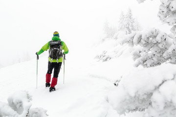 Winter hike in white woods, blizzard and snowing