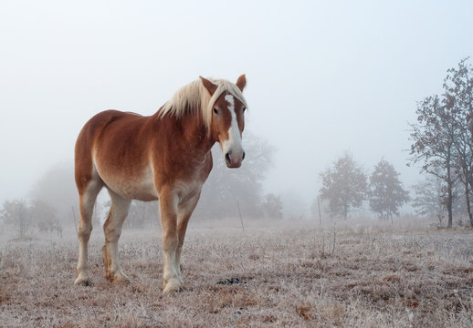 Belgian draft horse on a foggy, frosty winter morning