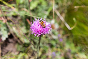 Bee on an alpine Centaurea scabiosa