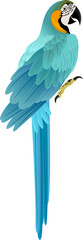 vector parrot Blue and yellow Macaw (Ara ararauna) © Save Jungle