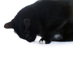 Sitting black cat isolated over the white background