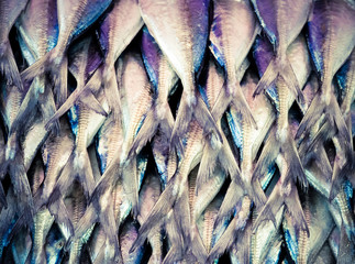 Fresh fish in market