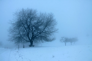 Eine Winterlandschaft mit großem Baum im Nebel zur blauen Stunde