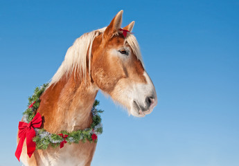 Draft horse wearing a Christmas wreath against clear blue winter sky