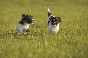 puppies run in the meadow - 7,5 weeks old - jack russell terrier