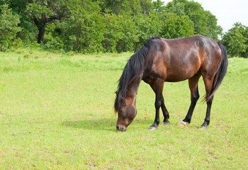 Dark bay horse grazing on luch green spring grass