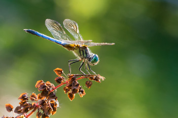 Blue Dasher XII
