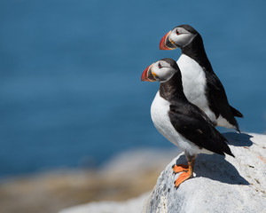 Atlantic Puffins III