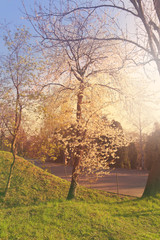 blooming apple-tree in the morning sun