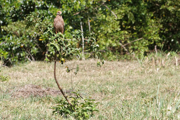 La buse roussâtre en quête de proie, perchée sur son arbrisseau en Guyane française