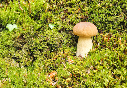 Wild porcini mushroom growing in green moss in an autumn forest