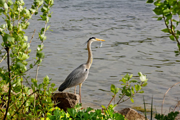 Graureiher an der Alten Donau in Wien