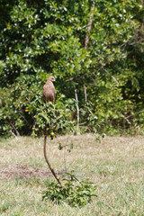 Obraz premium la buse roussâtre chasseuse de batraciens, serpents, insectes et petits mammifères en Guyane française