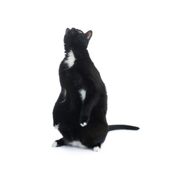 Standing black cat isolated over the white background