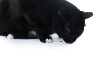 Sitting black cat isolated over the white background