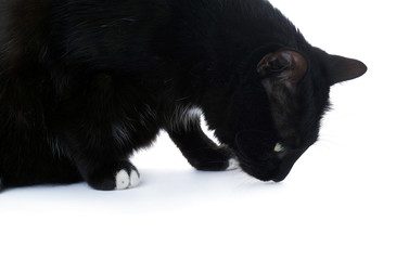 Obraz premium Sitting black cat isolated over the white background