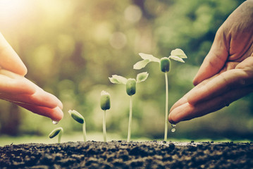 Two hands watering baby plants growing in germination sequence / Agriculture