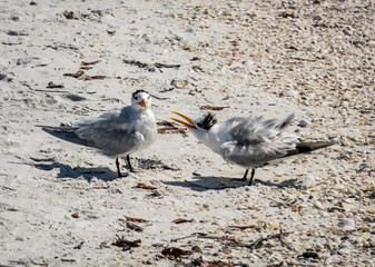 Royal Terns - One way argument. Lovers Key State Park, Fl