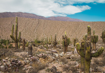 Cactus argentina