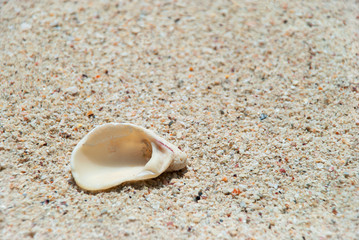 Sand and shell