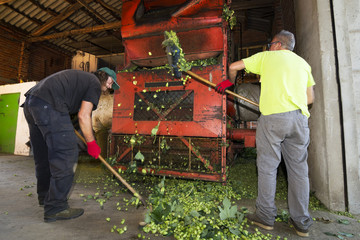 hops farmers working with hop picking machine , Villoria village , Leon , Spain
