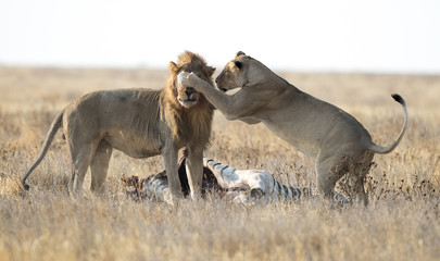 Male and female lions at a kill. - obrazy, fototapety, plakaty