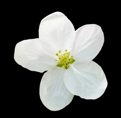 Little white flower