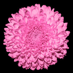 Pink chrysanthemum (golden-daisy) flower macro photography isolated on black