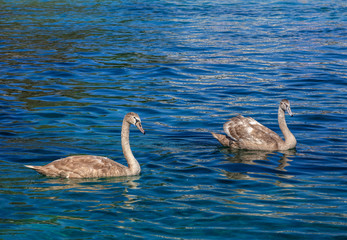 Two young swans swimming in blue water of Lake Geneva in Switzerland