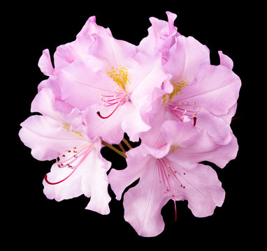 Fototapeta Bush of natural pink pelargonium flowers isolated on black