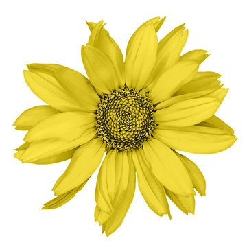 Yellow decorative sunflower macro isolated on white