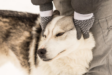 Cute husky