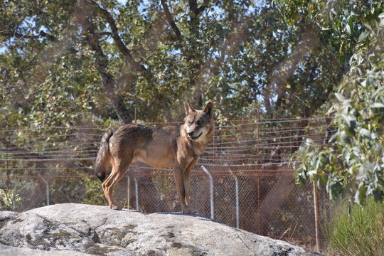 Fototapeta Lobo ibérico encima de una roca, sierra de Madrid
