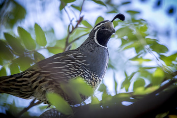 Close up of Quail in tree.