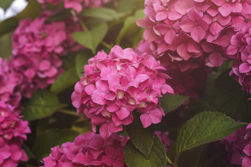 pink hydrangea