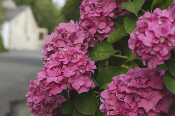 pink hortensia flowers