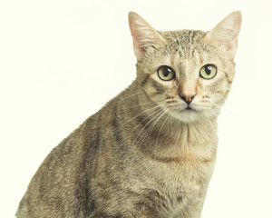 beautiful tabby kitten