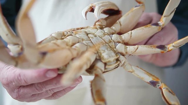 Man in apron checks out Dungeness crab 