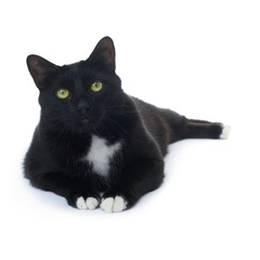 Lying black cat isolated over the white background